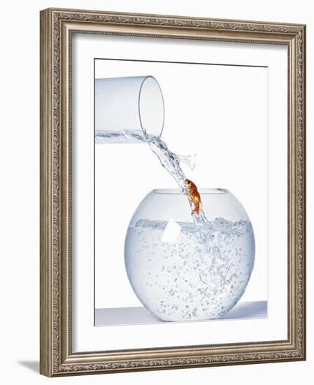 Goldfish Trying to Swim up a Stream of Water-null-Framed Photographic Print