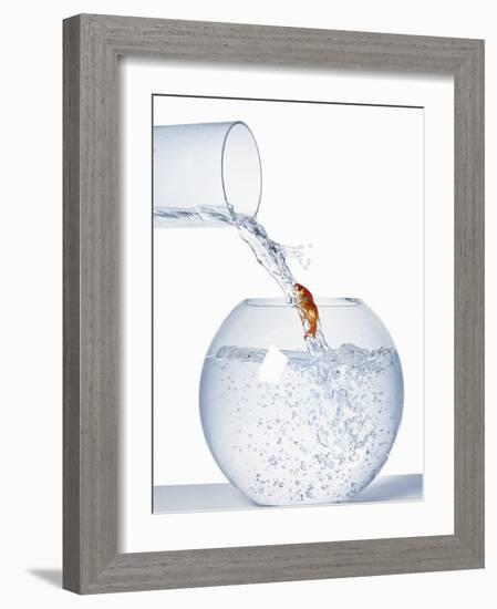 Goldfish Trying to Swim up a Stream of Water-null-Framed Photographic Print