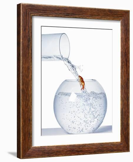 Goldfish Trying to Swim up a Stream of Water-null-Framed Photographic Print