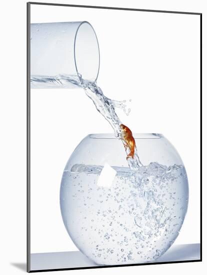Goldfish Trying to Swim up a Stream of Water-null-Mounted Photographic Print