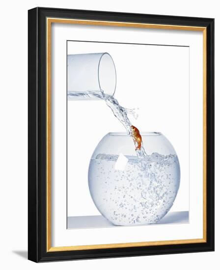 Goldfish Trying to Swim up a Stream of Water-null-Framed Photographic Print