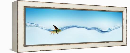 Goldfish Wearing Shark Fin-null-Framed Stretched Canvas