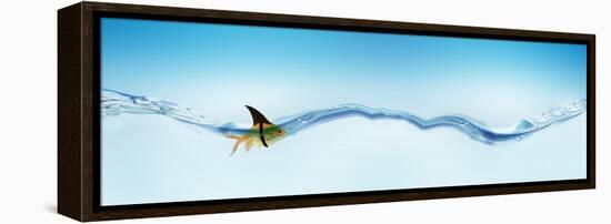 Goldfish Wearing Shark Fin-null-Framed Stretched Canvas