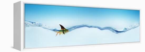 Goldfish Wearing Shark Fin-null-Framed Stretched Canvas