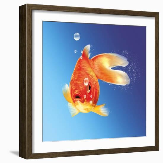 Goldfish with Water Bubbles-null-Framed Premium Giclee Print