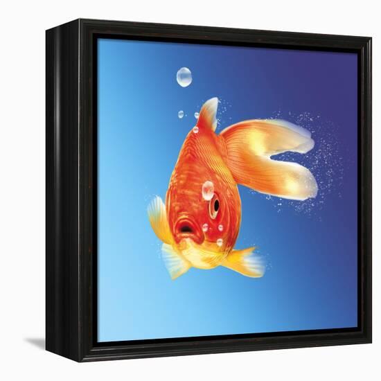 Goldfish with Water Bubbles-null-Framed Stretched Canvas