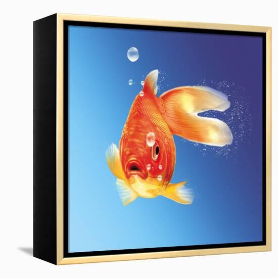 Goldfish with Water Bubbles-null-Framed Stretched Canvas