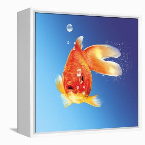 Goldfish with Water Bubbles-null-Framed Stretched Canvas