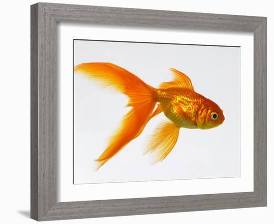 Goldfish-Mark Mawson-Framed Photographic Print