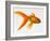 Goldfish-Mark Mawson-Framed Photographic Print