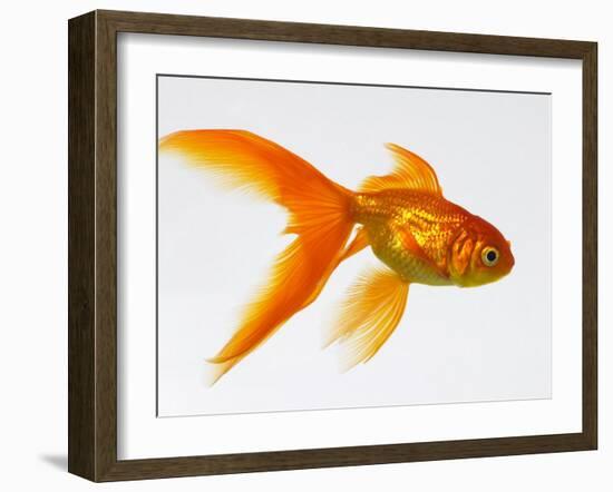 Goldfish-Mark Mawson-Framed Photographic Print