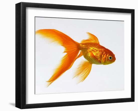 Goldfish-Mark Mawson-Framed Photographic Print