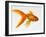 Goldfish-Mark Mawson-Framed Photographic Print