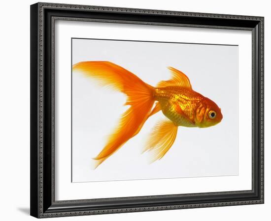 Goldfish-Mark Mawson-Framed Photographic Print