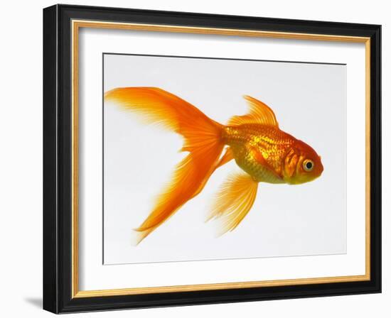 Goldfish-Mark Mawson-Framed Photographic Print