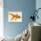 Goldfish-Mark Mawson-Photographic Print displayed on a wall