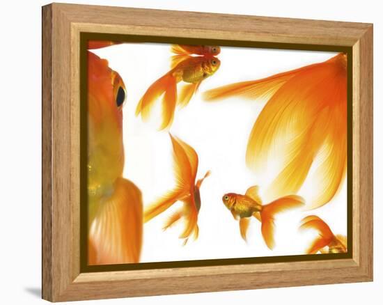 Goldfish-Mark Mawson-Framed Premier Image Canvas