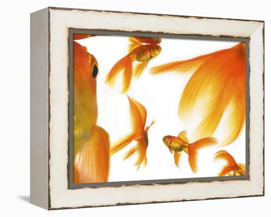 Goldfish-Mark Mawson-Framed Premier Image Canvas