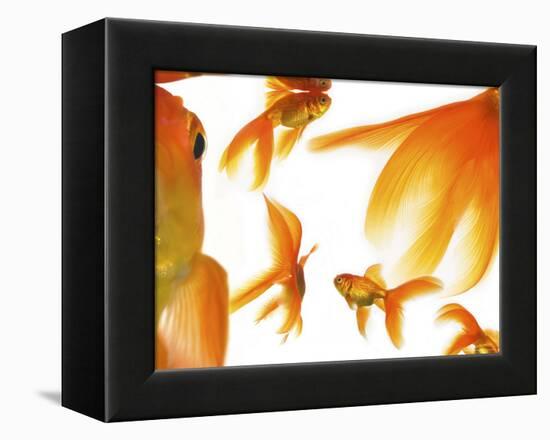 Goldfish-Mark Mawson-Framed Premier Image Canvas