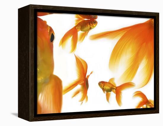 Goldfish-Mark Mawson-Framed Premier Image Canvas