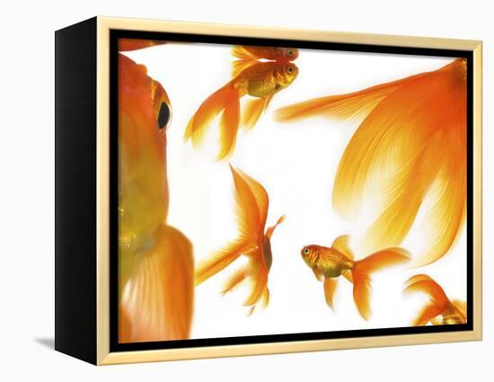 Goldfish-Mark Mawson-Framed Premier Image Canvas