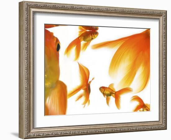 Goldfish-Mark Mawson-Framed Photographic Print