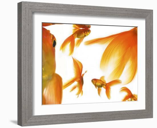 Goldfish-Mark Mawson-Framed Photographic Print