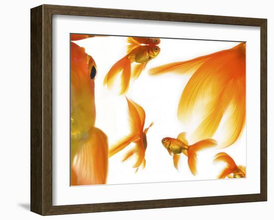 Goldfish-Mark Mawson-Framed Photographic Print