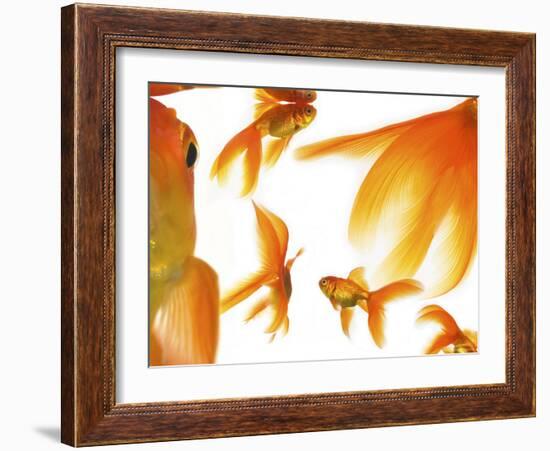 Goldfish-Mark Mawson-Framed Photographic Print