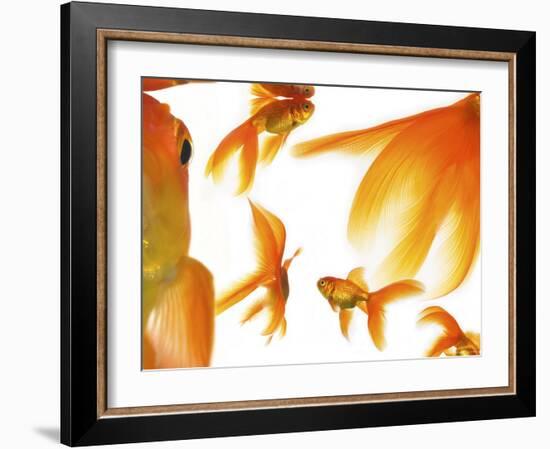 Goldfish-Mark Mawson-Framed Photographic Print