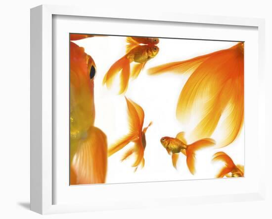 Goldfish-Mark Mawson-Framed Photographic Print