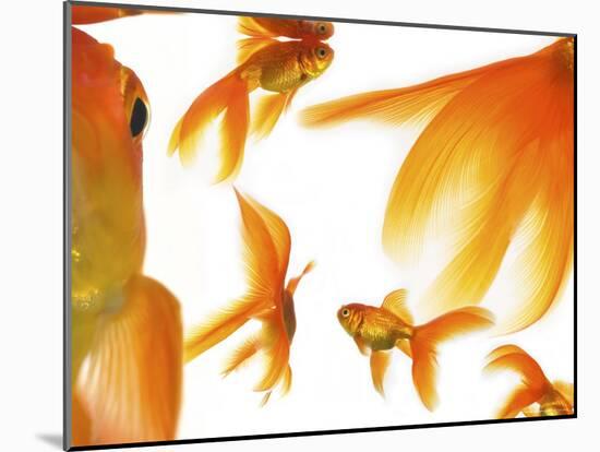 Goldfish-Mark Mawson-Mounted Photographic Print