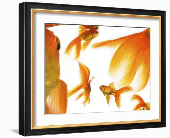 Goldfish-Mark Mawson-Framed Photographic Print