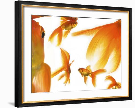 Goldfish-Mark Mawson-Framed Photographic Print