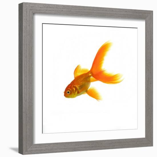 Goldfish-Mark Mawson-Framed Photographic Print