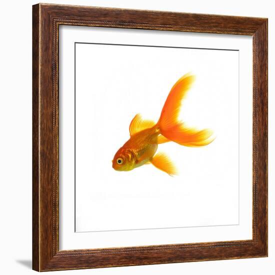 Goldfish-Mark Mawson-Framed Photographic Print