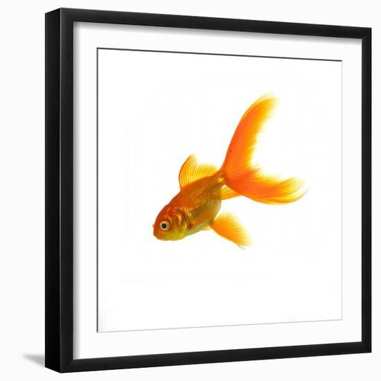 Goldfish-Mark Mawson-Framed Photographic Print