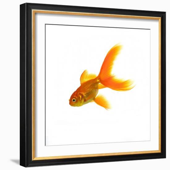 Goldfish-Mark Mawson-Framed Photographic Print