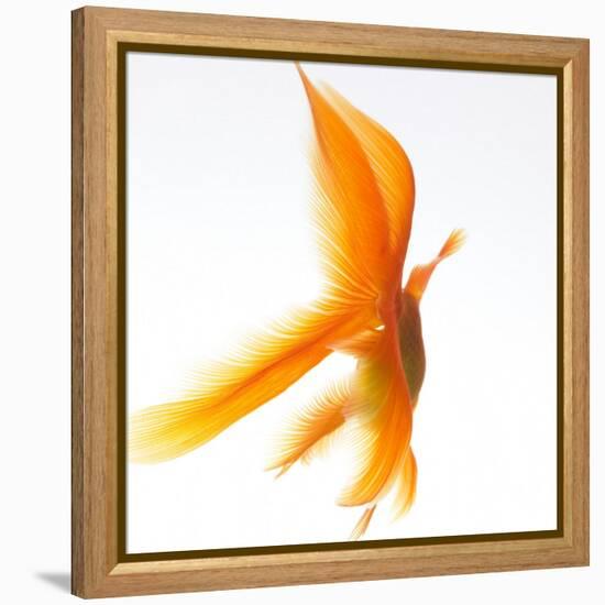 Goldfish-Mark Mawson-Framed Premier Image Canvas