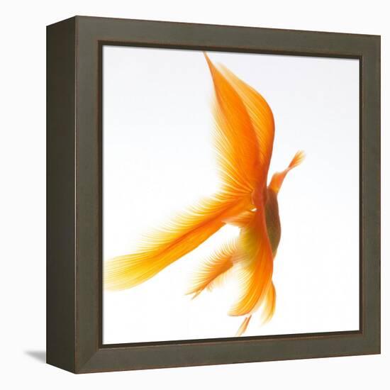 Goldfish-Mark Mawson-Framed Premier Image Canvas