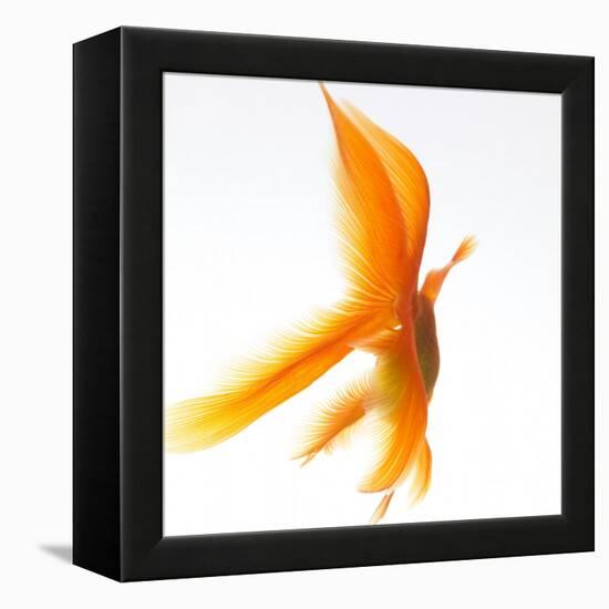 Goldfish-Mark Mawson-Framed Premier Image Canvas