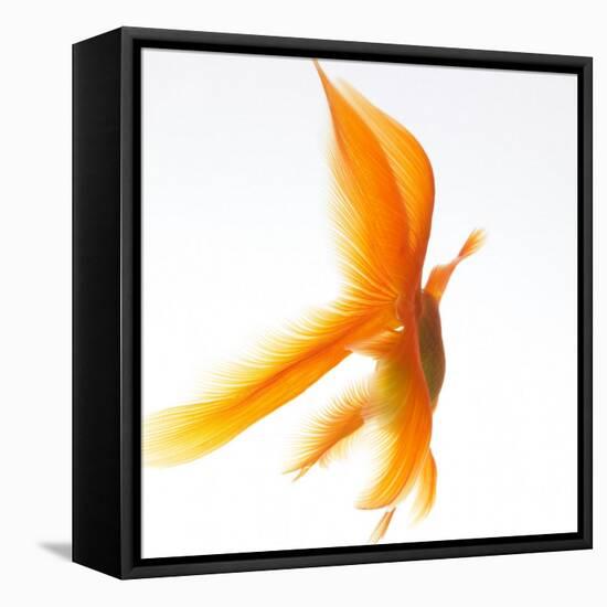 Goldfish-Mark Mawson-Framed Premier Image Canvas