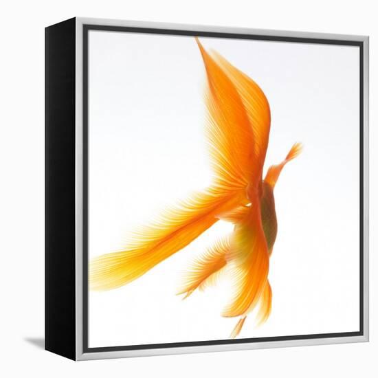 Goldfish-Mark Mawson-Framed Premier Image Canvas