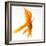 Goldfish-Mark Mawson-Framed Photographic Print