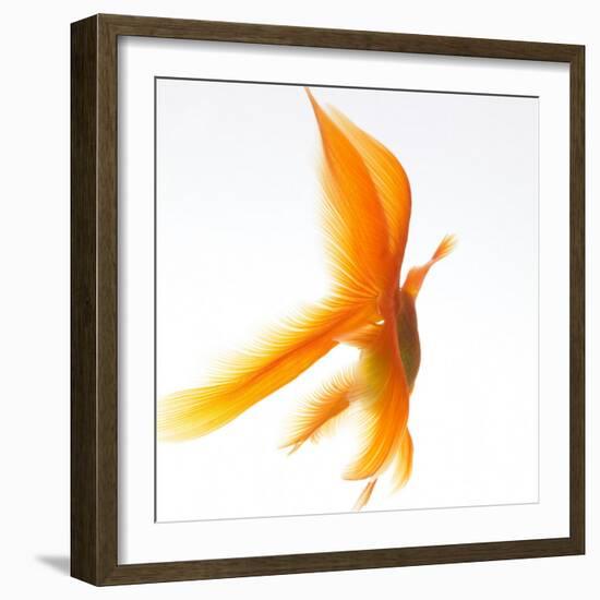 Goldfish-Mark Mawson-Framed Photographic Print