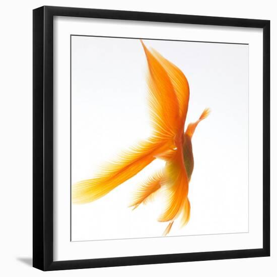 Goldfish-Mark Mawson-Framed Photographic Print