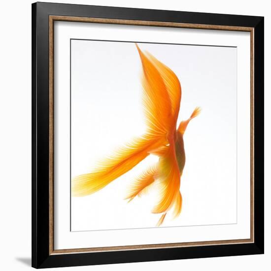 Goldfish-Mark Mawson-Framed Photographic Print