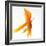 Goldfish-Mark Mawson-Framed Photographic Print