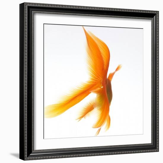 Goldfish-Mark Mawson-Framed Photographic Print