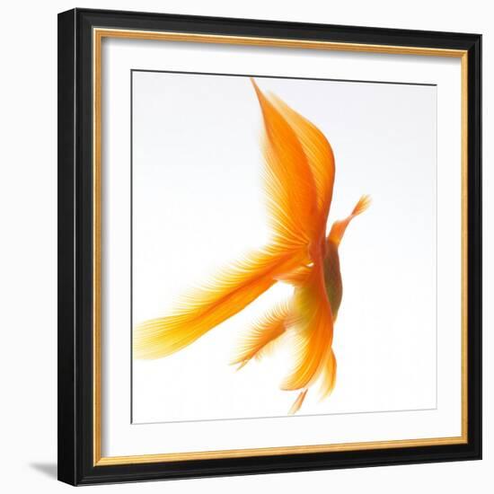 Goldfish-Mark Mawson-Framed Photographic Print